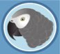 Elite African Greys